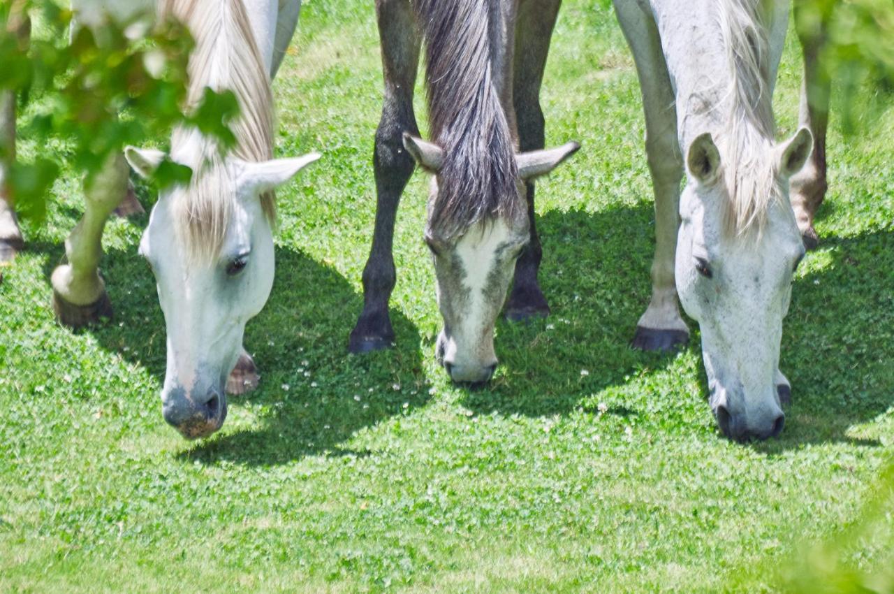 Linwood Guest Farm ξενώνας Clarens Εξωτερικό φωτογραφία